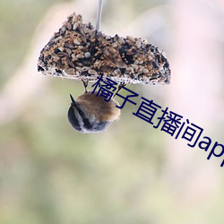 橘子直播間app