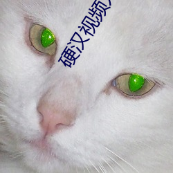 硬汉(hàn)视频入(rù)口
