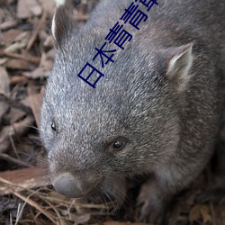 日本青青草 ��长辞）