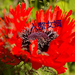 入赘女(nǚ)婿