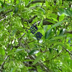 ca88手机客户端(安卓/苹果)CA88会员登录入口