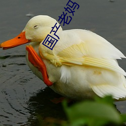 国产老(lǎo)妈(mā)