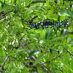 妈妈的同学 （花费）