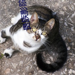 贵(貴)族影院