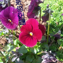 星空彼岸辰东
