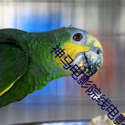 神马(mǎ)电影院线电影(yǐng)
