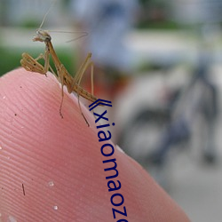 《xiaomaozq.co?m