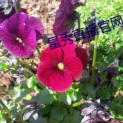 918博天堂·(中国)手机版客户端
