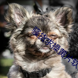 骚货求操黄片(piàn)软件