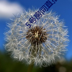 5号房间直播间艾琳