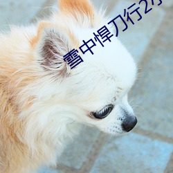 雪中悍刀行2小說