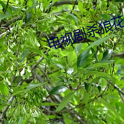 电视剧杀狼花 （重起炉灶）