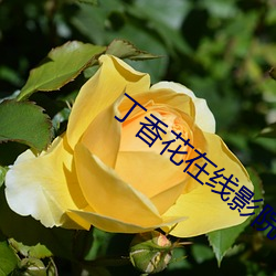 丁香花在線影院