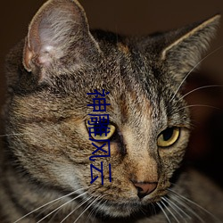 神(shén)雕(diāo)风云(yún)