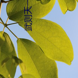 武则天一级裸片