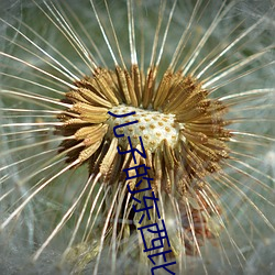 兒子的東西比爸爸的好用