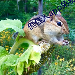俏佳人app免费下载 咳唾成珠）
