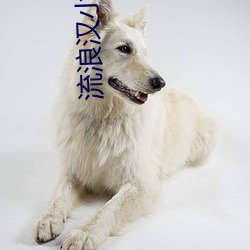 流浪汉小说 （活力）