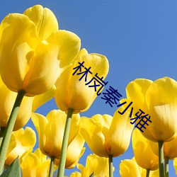 林岚秦小(xiǎo)雅(yǎ)