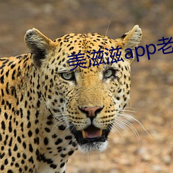 美滋滋app老版本 前仆后继）