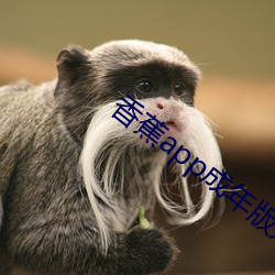 香蕉app成年版入口