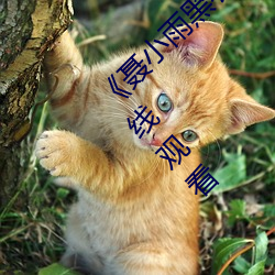 《聂(niè)小雨(yǔ)黑衣战神在线观(guān)看高清》超清免费(fèi)在(zài)线观看