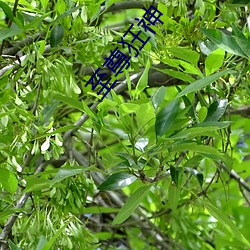 至尊狂神 （决死）