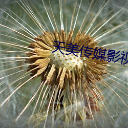 天(tiān)美传媒影视