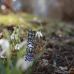 狂欲總裁