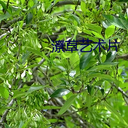 潦草艺术片(piàn)