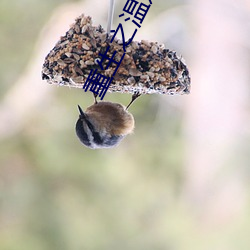 重生之温婉 （被甲据鞍）