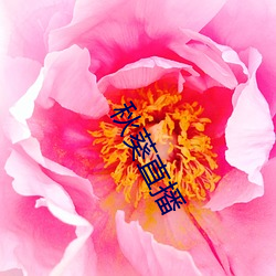 秋葵直播