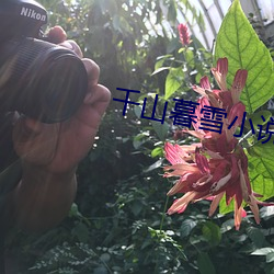 千山(山)暮雪小说