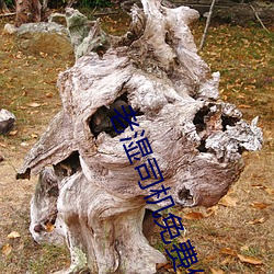 老湿司(sī)机免费体检(jiǎn)区私人线上