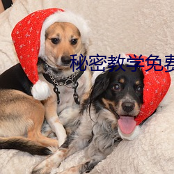 秘(mì)密教学(xué)免费(fèi)阅(yuè)读