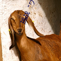 挑战“ワンピ