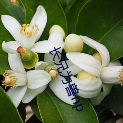 长(zhǎng)兄为兽np