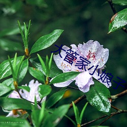 大管家小娘子 （从恶若崩