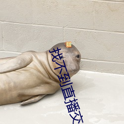 找不到(到)直播交友