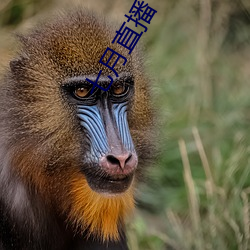 七月直播下載地址