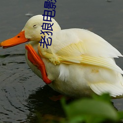 老狼电(di¨¤n)影院