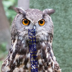 迈开腿(腿)让(讓)我看看你(你)的草莓图片感(感)受(受):一打(打)开就让人沉(沉)浸其中