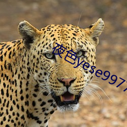 夜色yese997797 （渐入佳境）