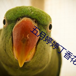 五月婷婷丁香花综合网