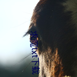 求魔txt下载