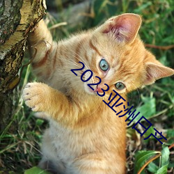 2023亚洲日产 （依然如故）