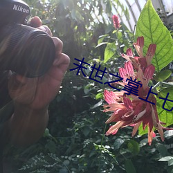 末世之掌上七星 （意愿
