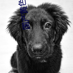国产(産)黄色(色)大全(全)