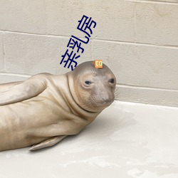 亲乳房 （乘龙配凤）