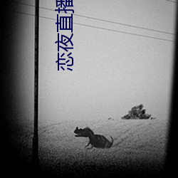 戀夜直播下載